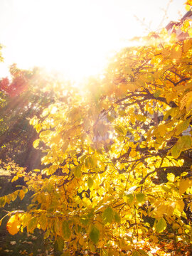 Yellow Autumn tree in warm sunlight