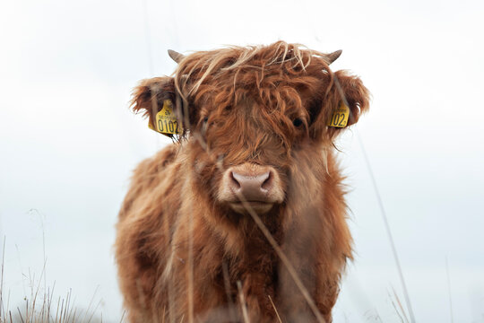 Portrait of Brown scottish Highland cattle calf standing on a field of dry yellow grass