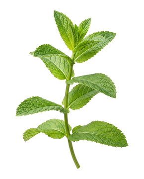 Fresh mint sprig isolated on transparent background