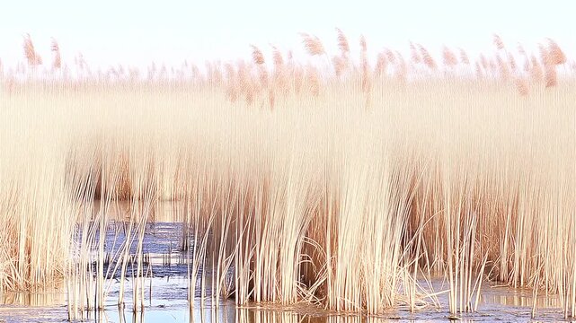 広い湿原で揺れる葦原 シームレスループ動画背景 16:9 4K