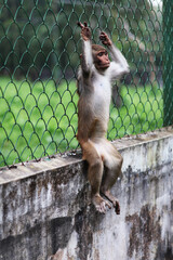 Rhesus macaque monkey hanging on a green wire fence in a zoo or wildlife park enclosure setting © MD. GOLAM_RABBANI