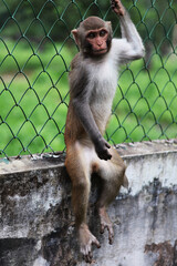 Rhesus macaque monkey sitting on a concrete wall against a green wire mesh fence in the wild © MD. GOLAM_RABBANI