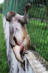 Wild macaque monkey climbing on a green metal wire fence in a natural outdoor park environment © MD. GOLAM_RABBANI
