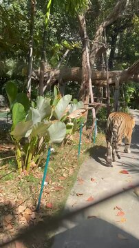 A tiger in rest mode in a Tiger park - Thiland - Bangkok