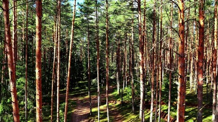 Naklejka premium Tall pine trees creating a dense woodland environment on a sunny forest path in spring