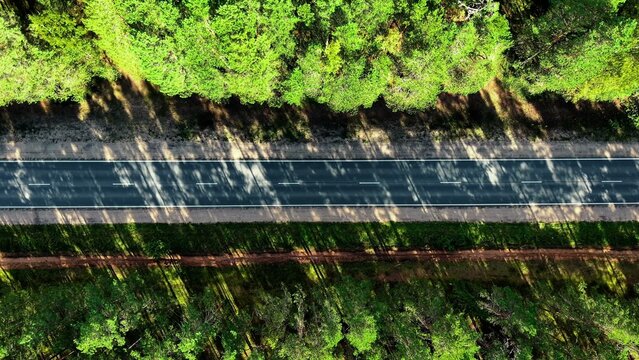 Top view of a winding asphalt road bordered by lush green forest foliage and vibrant summer trees