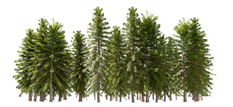 Isolated conifer tropicals vegetation group cut out transparent backgrounds 3d illustration png