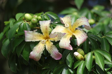 Pink silk floss tree flower in full bloom with green leaves background, Close-up of Ceiba speciosa blossom with pink and yellow speckled petals © UMIT
