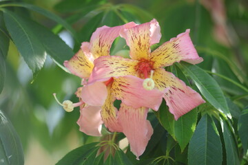 Pink silk floss tree flower in full bloom with green leaves background, Close-up of Ceiba speciosa blossom with pink and yellow speckled petals © UMIT