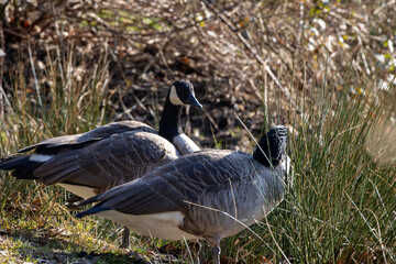 Canada geese standing in natural habitat with vegetation © Karina