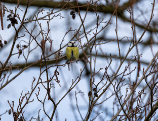 Eurasian blue tit perched on alder branches in winter © Karina