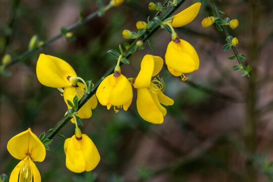 Yellow common broom flowers blooming on a branch