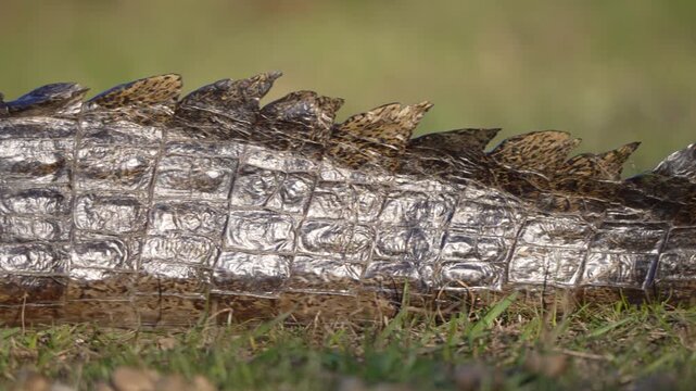 Low side detail shows the armored back and tail of a yacare caiman resting in marsh grass in Argentina.