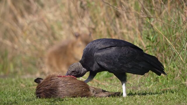 A black vulture stands beside a capybara carcass in the Ibera Wetlands of Argentina, suitable for nature films, biodiversity education, and content about scavengers and wetland ecosystems.