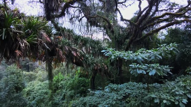 A slow pan frames an epiphyte-laden tree above broadleaf understory in the Jujuy Yungas. Bright filtered sky contrasts with shaded forest, offering layered biodiversity footage.