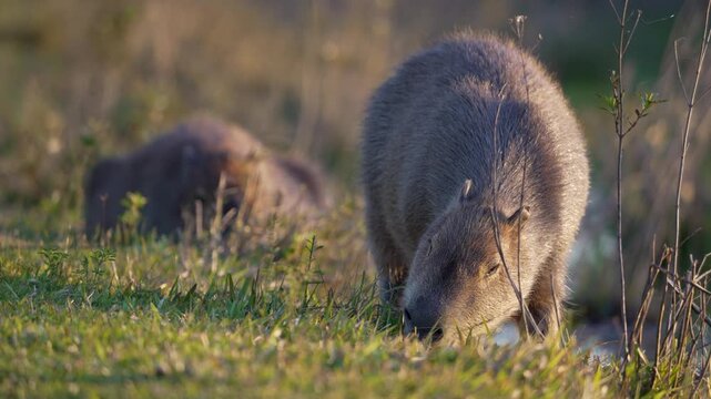 Two capybaras graze beside shallow wetland water in Ibera, Argentina. A steady low shot holds a sharp foreground animal and a soft second subject in warm light for wildlife films.