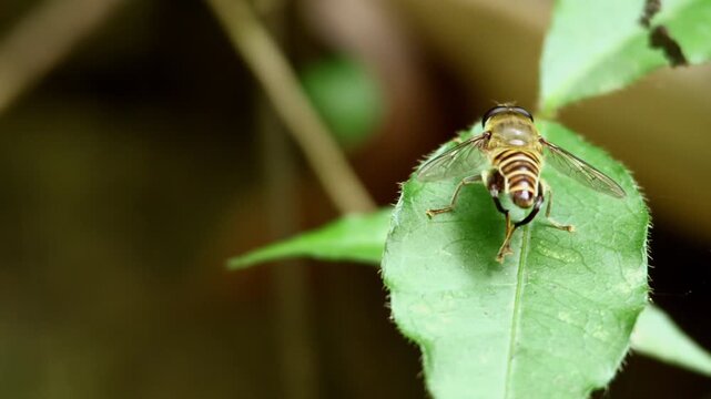 Closeup wildlife footage of a Mallota species hoverfly, a bee-mimicking fly, perching on a green leaf during summer in a natural forest habitat in Himachal Pradesh, India.