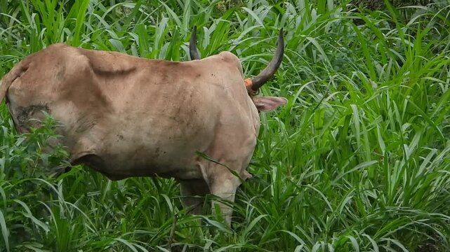 Cow Eating Grass in a Green Field During Monsoon Season in Maharashtra, India, Close Up
