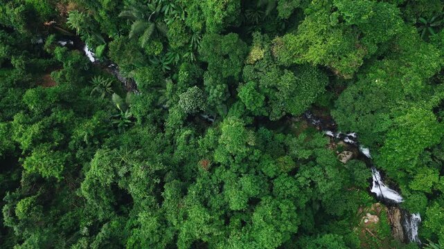 Aerial top view of green tree with river in rainforest. Green nature for Sustainable environment. ESG, earth day, carbon neutrality, ecosystem abundant and net zero emissions concept.