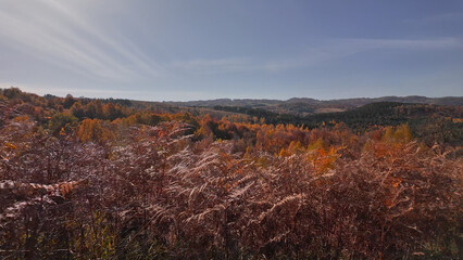 Naklejka premium Autumn colored trees and countryside landscape scenery.