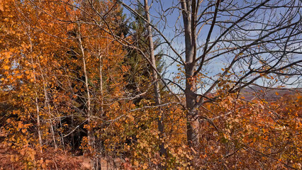 Naklejka premium Autumn colored trees and countryside landscape scenery.