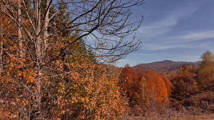 Naklejka premium Autumn colored trees and countryside landscape scenery.
