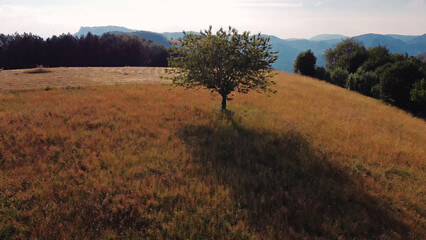 Naklejka premium Tranquil sunny summer landscape with green fields and hills.