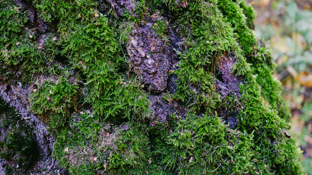 The bark of a tree covered with green moss and lichen, an old tree in the park.