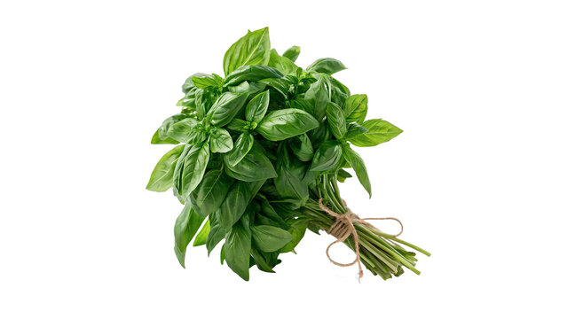 Bunch of fresh organic green basil leaves culinary herb isolated on transparent background