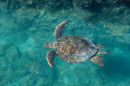 Green sea turtle swims in the turquoise ocean of Galapagos Islands
