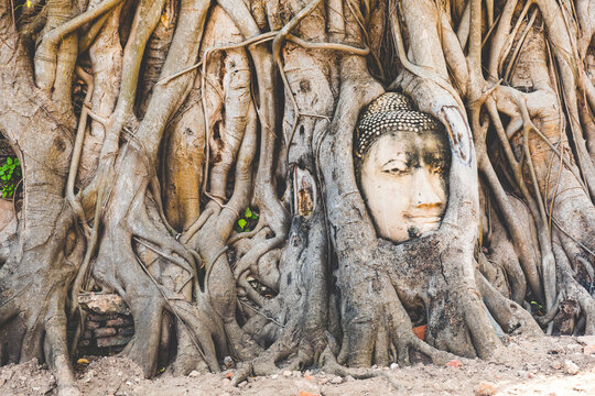 Thailand, Ayutthaya, Buddha head in between tree roots at Wat Mahathat