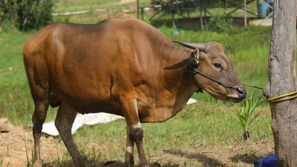 Brown cow standing on green grass pasture in farm field looking sideways © Kania