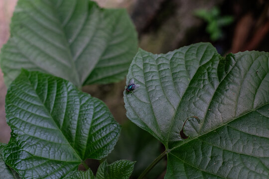Green bottle fly on large green leaf with visible veins