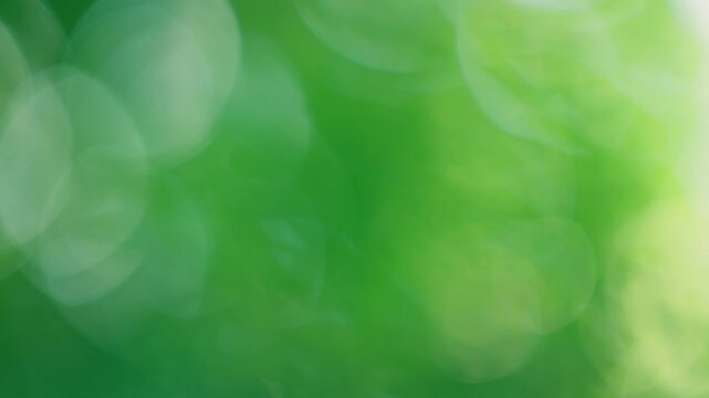 Fresh morning sunlight filtering through breeze swayed bright green leaves with shimmering circular bokeh for calming presentation backdrop overlay