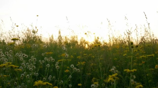 Wildflower meadow grasses sway gently in warm sunset sunlight across a peaceful countryside habitat. Nature documentaries, environmental education, and conservation campaigns.