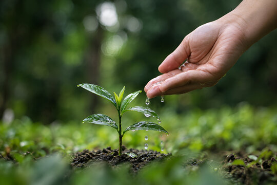 Sustainability environment concept. Hands watering seedlings or tree for environmental conservation,climate action, biodiversity, ecosystem restoration, carbon reduction and greener forest in future