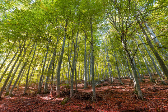 The Moncayo beech forest bathed in the beautiful colours of an autumn dawn, Zaragoza, Aragon, Spain