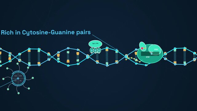 Animation illustrating CpG promoter methylation silencing, showing DNA double helix, RNA Polymerase II transcription, DNMT transferring methyl groups, and heterochromatin formation blocking docking