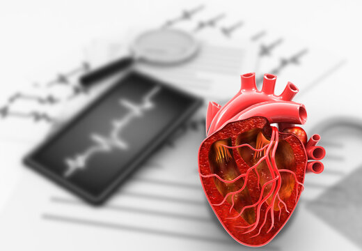 Detailed 3D human heart cross section anatomy on medical background, realistic cardiovascular structure, healthcare education illustration concept.