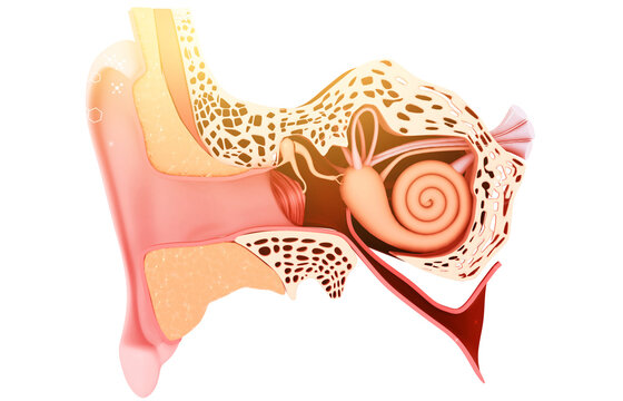 Detailed 3D human ear cross-section anatomy isolated on white background, showing inner structures, auditory system, realistic medical visualization.