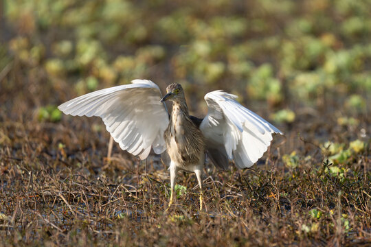 ndian Pond Heron (Ardeola grayii) in flight over its natural habitat, displaying its broad white wings and graceful movement, with a clear view of its flying posture.