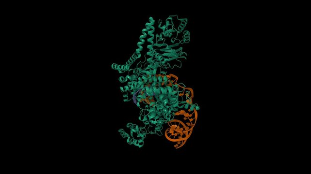 Human LINE-1 retrotransposon ORF2 protein engaged with template RNA in elongation state. Animated 3D cartoon and molecular surface models, pdb 8uw3, black background