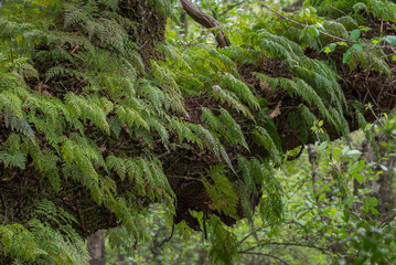 Davallia canariensis growing epiphytically on a moss-covered tree trunk in the humid forest of Los Alcornocales Natural Park, Cadiz, Spain © ihervas