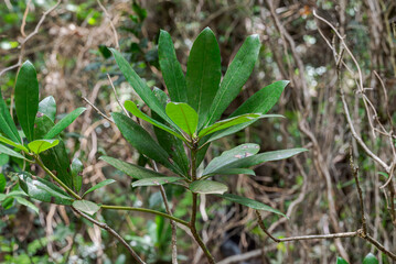 Close-up of Rhododendron ponticum leaves in the humid woodland of Los Alcornocales Natural Park, Cadiz, Spain, showing evergreen foliage in a shaded forest habitat © ihervas
