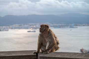 Barbary macaque sitting on a stone wall at the top of the Rock of Gibraltar, with Gibraltar Bay and the city blurred in the background under dramatic clouds © ihervas
