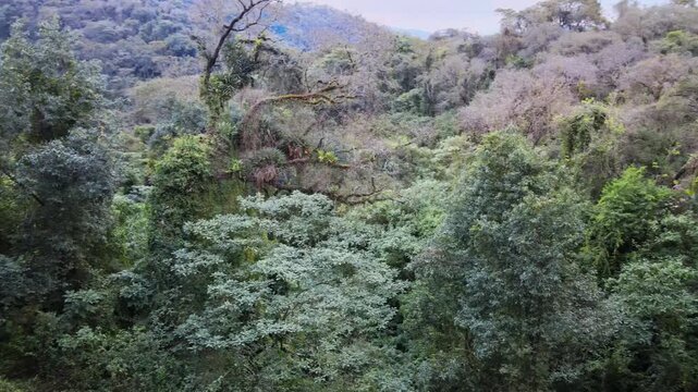 A wide view of the Jujuy Yungas shows dense green understory beneath pale seasonal branches. A measured lateral pan reveals the layered forest slope in soft daylight.