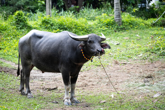Asian Water Buffalo with Curved Horns Standing on Grass
