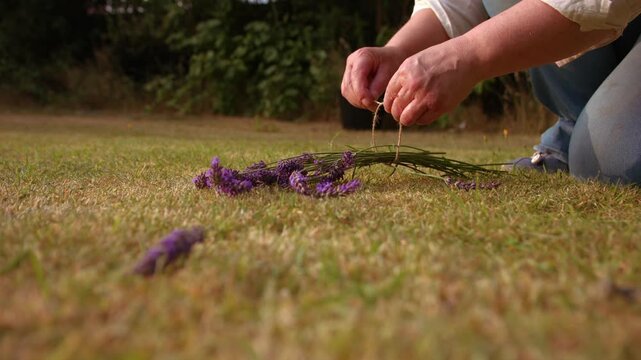 Hand tying bunch of lavender flowers with string for drying