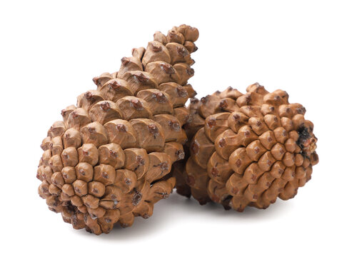 Pine cones close-up on a white. Isolated