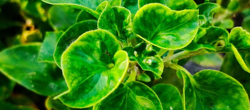 Close up of fresh green peperomia pellucida leaves growing in garden